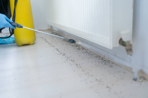 Wasp Removal Services in San Felipe, TX